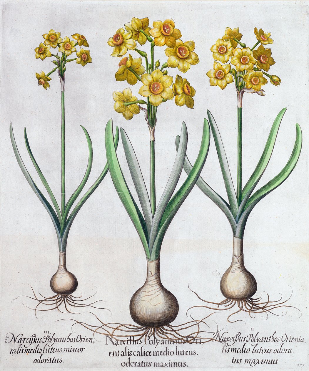Narcisos, 1613 de Unbekannt
