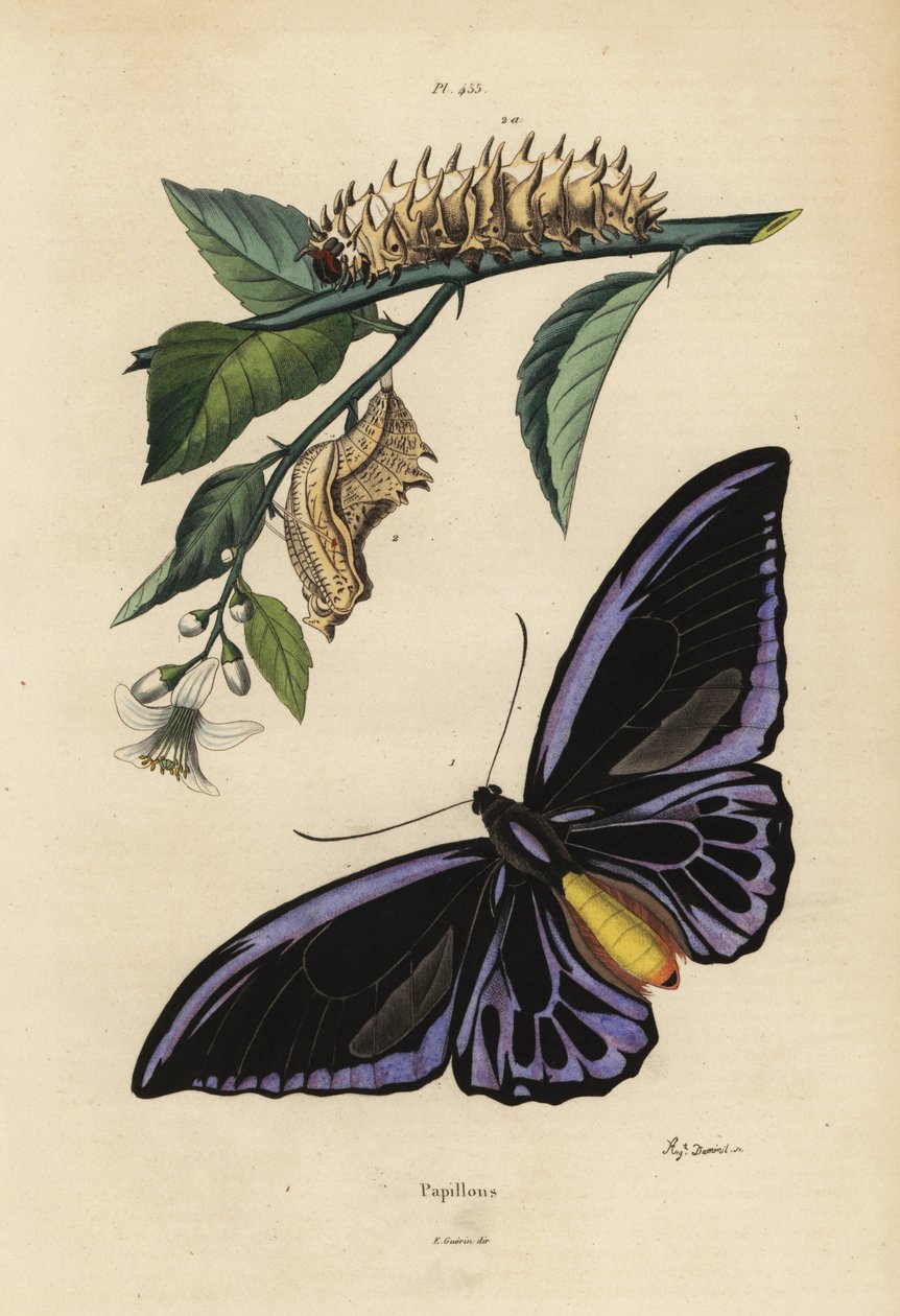 Alas de pájaro del norte, Ornithoptera priamus urvillianus 1, y crisálida y larva del alas de pájaro común, Troides helena de Unbekannt