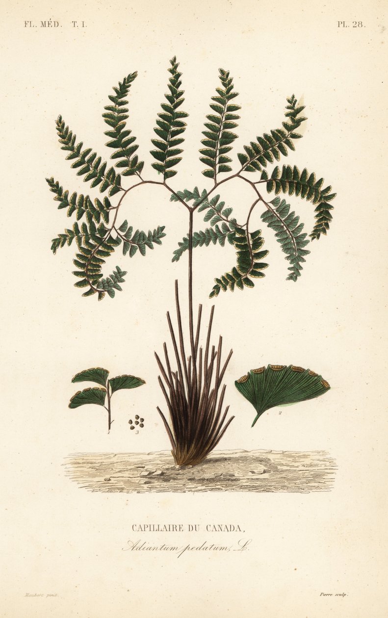 Helecho de doncella del norte, Adiantum pedatum de Unbekannt