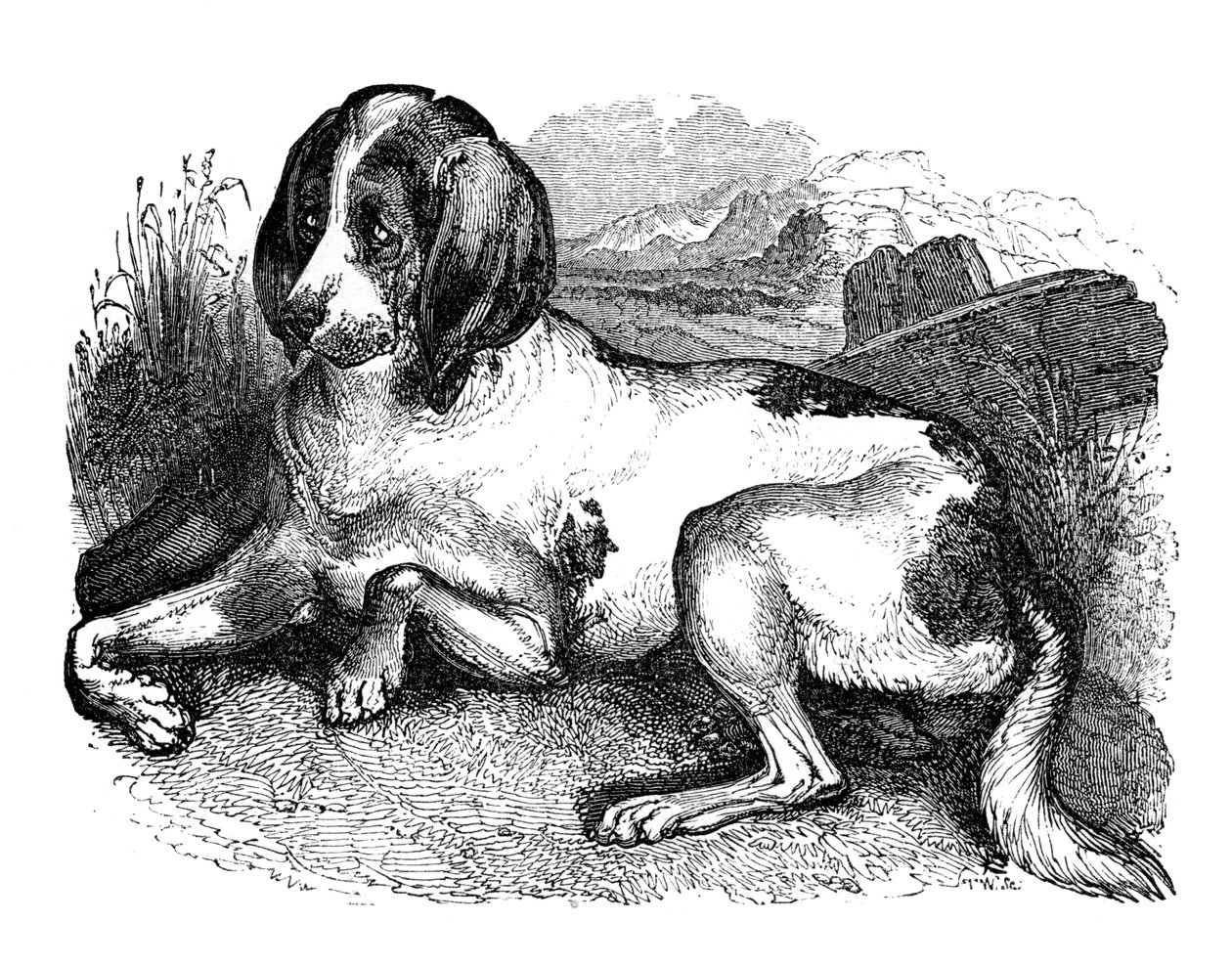 Sabueso inglés antiguo, 1848 de Unbekannt