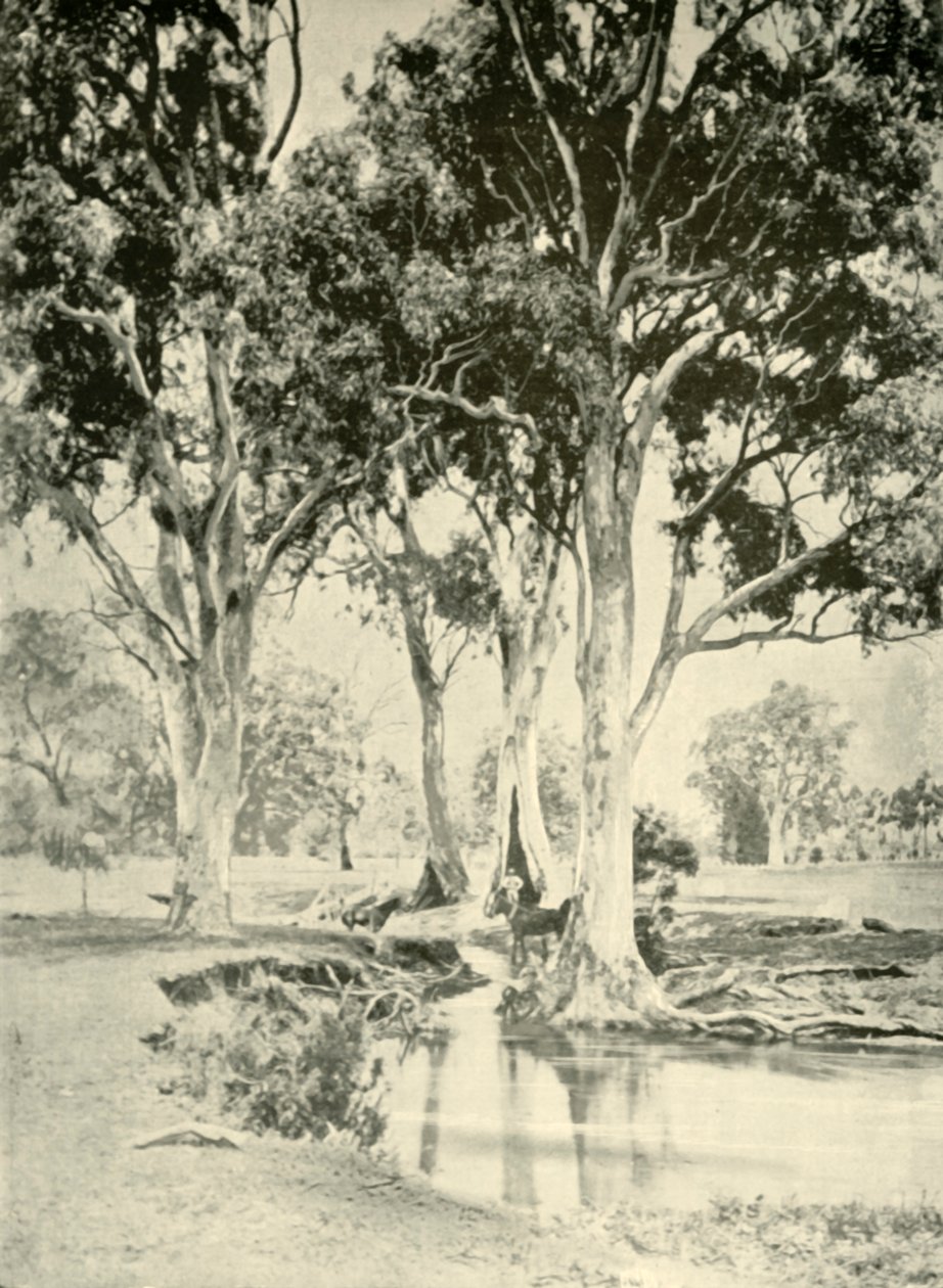 Viejos Gums, Mt. Crawford, Australia del Sur, 1901 de Unbekannt