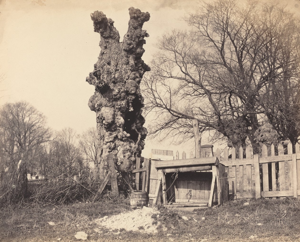 Árbol viejo cerca de Chatham, 1850s de Unbekannt