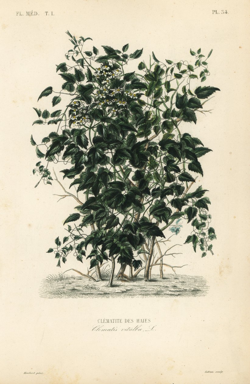 Clematis vitalba de Unbekannt