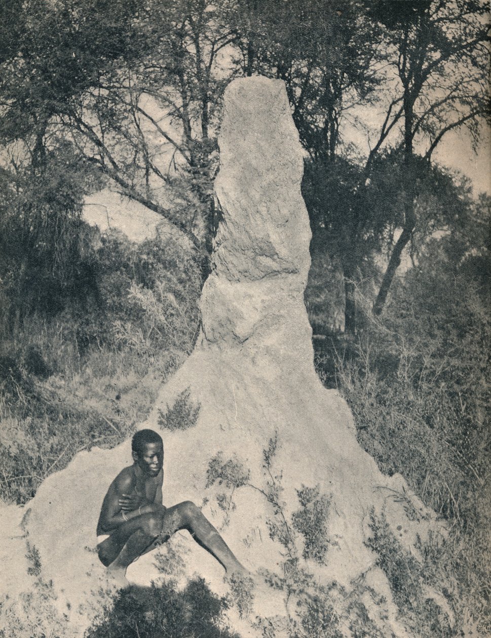 Uno de los montículos de hormigas gigantes peculiares de algunas zonas de Sudáfrica, c1900 de Unbekannt
