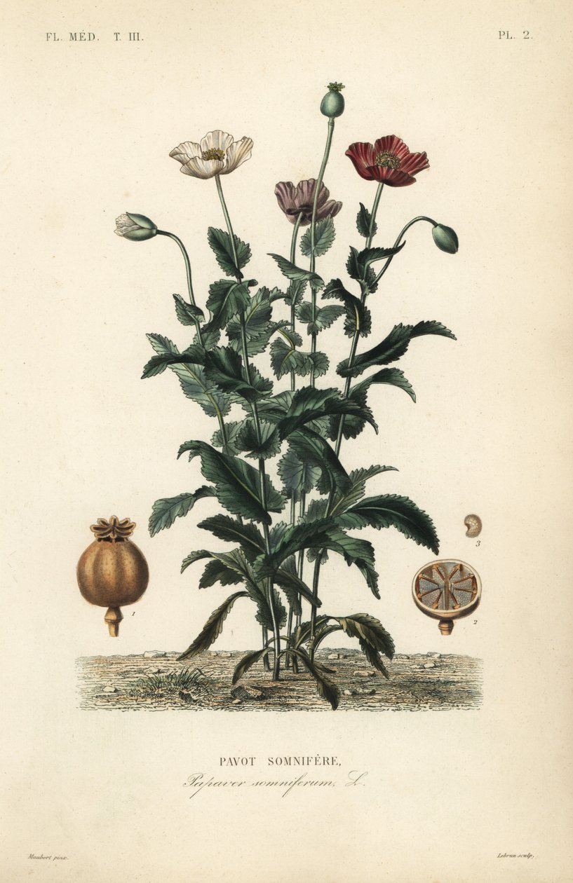 Amapola de opio de Unbekannt
