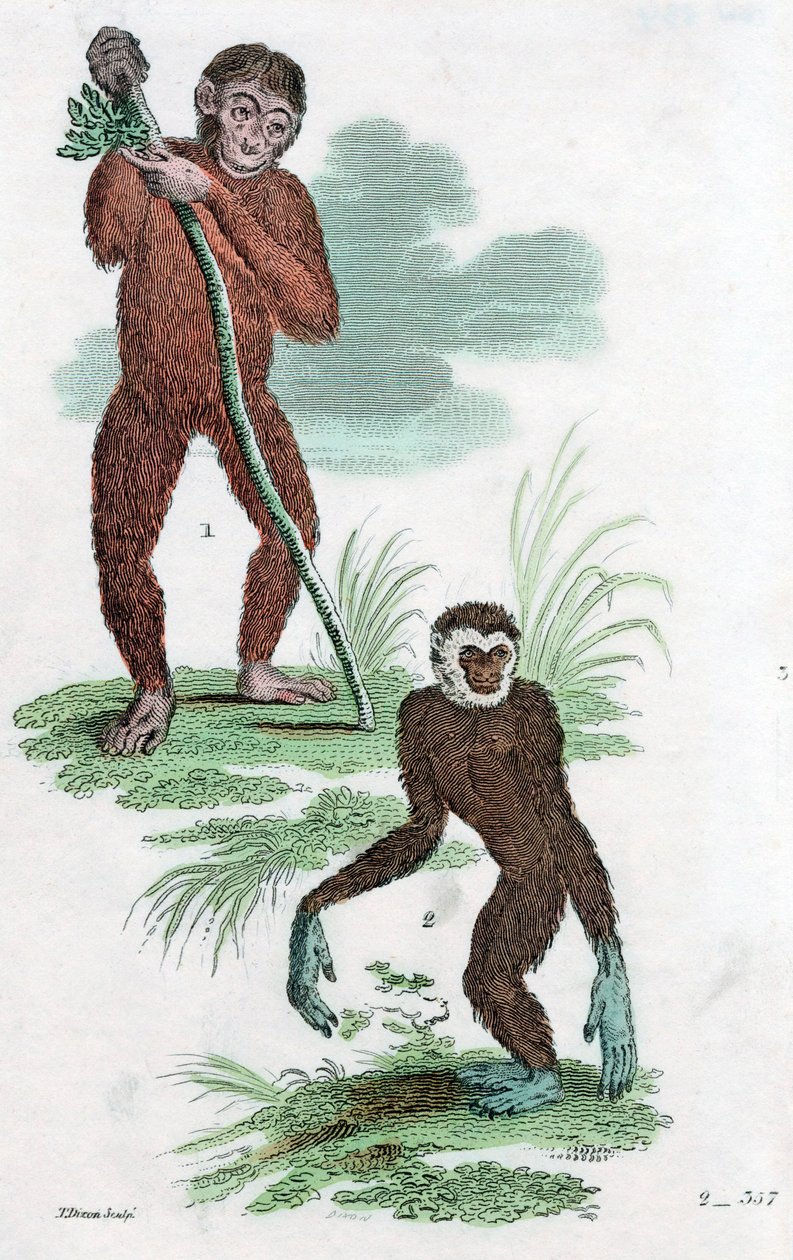 Orangután y Gibón, 1822 de Unbekannt