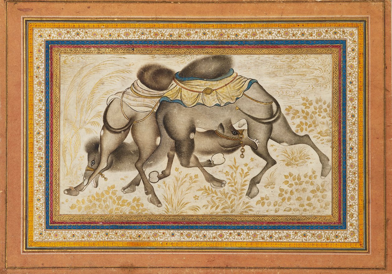 Página de un muraqqa disperso, o álbum, que representa dos camellos peleando, pintura c1675 de Unbekannt