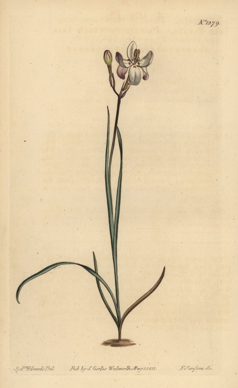 Ixia de flores pintadas, Ixia fucata de Unbekannt