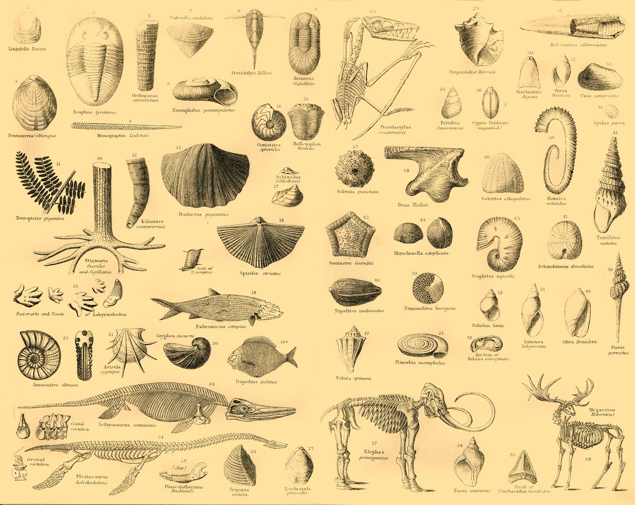 Paleontología, c. 1910 de Unbekannt