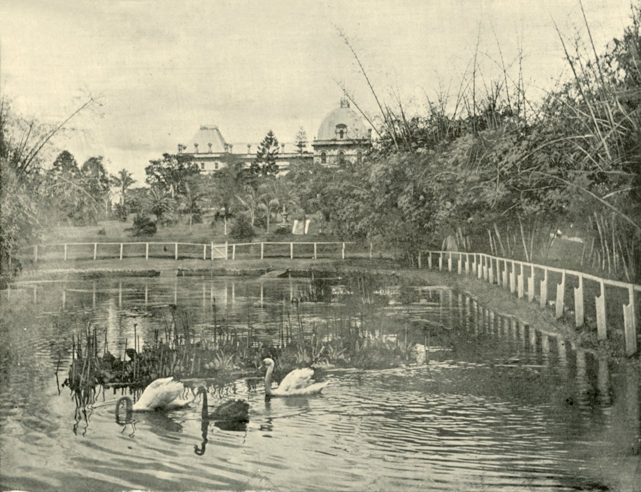 Estanque de papiros, Jardines Botánicos de Brisbane de Unbekannt
