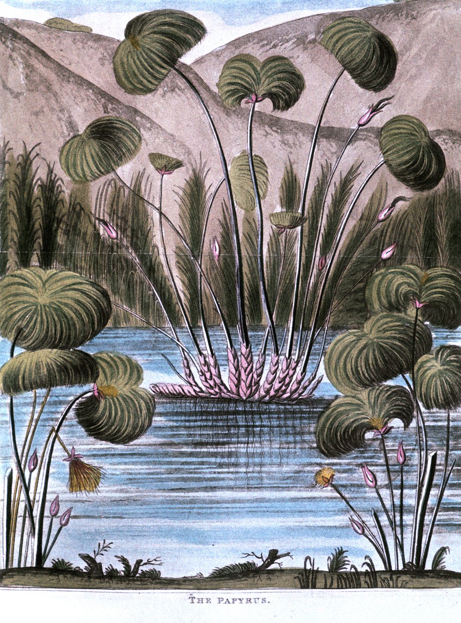 Cañaveral de papiro Cyperus papyrus, 1823 de Unbekannt