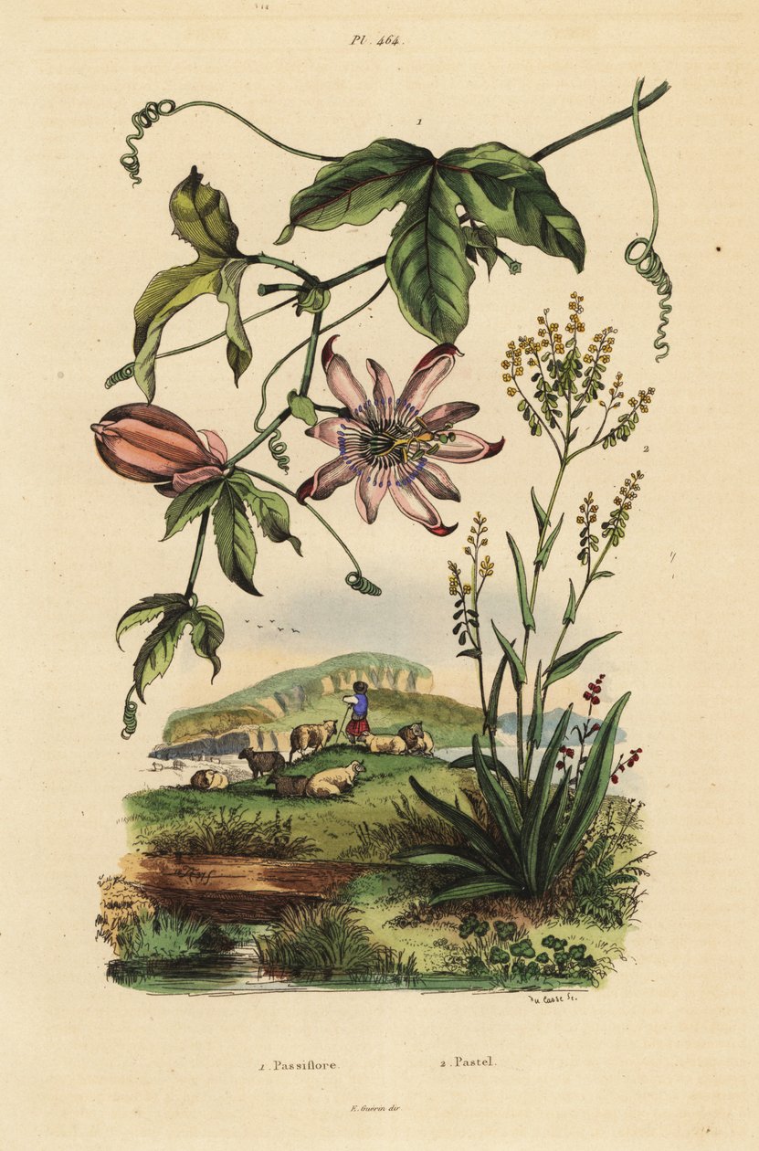 Flor de la pasión, Passiflora uraniae 1, y glasto, Isatis tinctoria 2 de Unbekannt