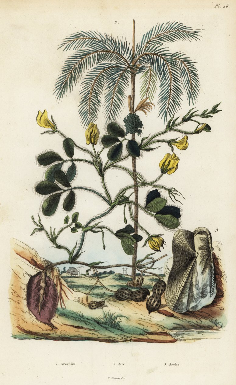 Planta de maní o cacahuete, Arachis hypogaea 1, palma de nuez de areca, Areca catechu 2, y molusco bivalvo Arca semi-torta, Trisidos semitorta 3 de Unbekannt