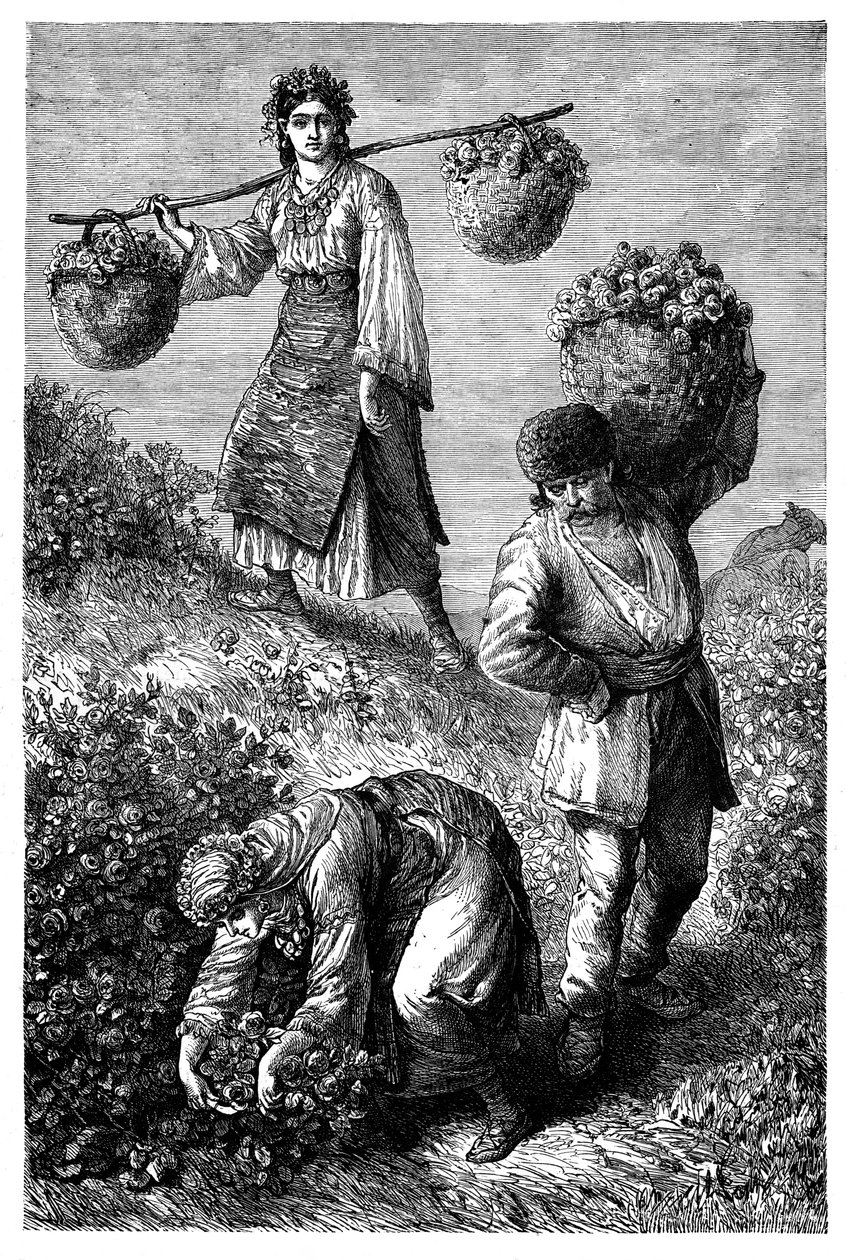 Campesinos recogiendo rosas en Rumelia, c1890 de Unbekannt