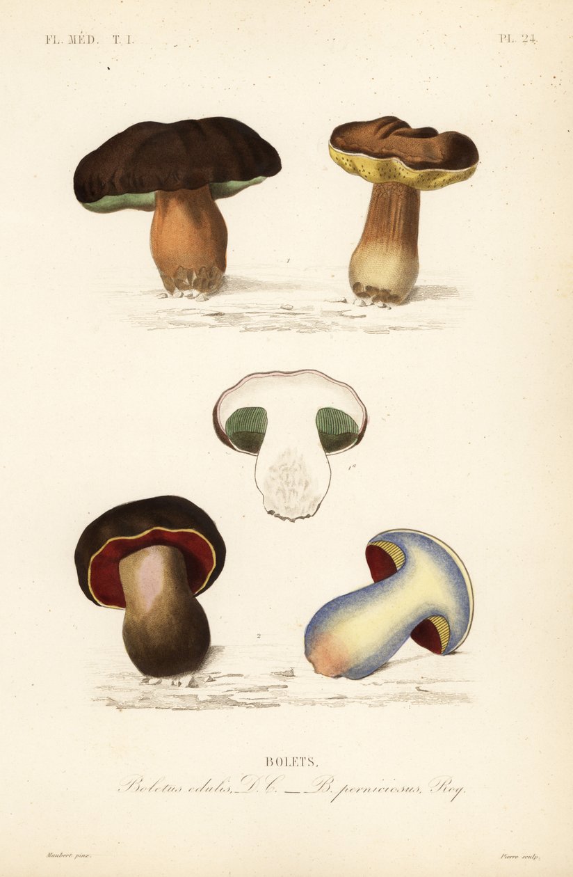 Boletus edulis y Suillellus luridus de Unbekannt