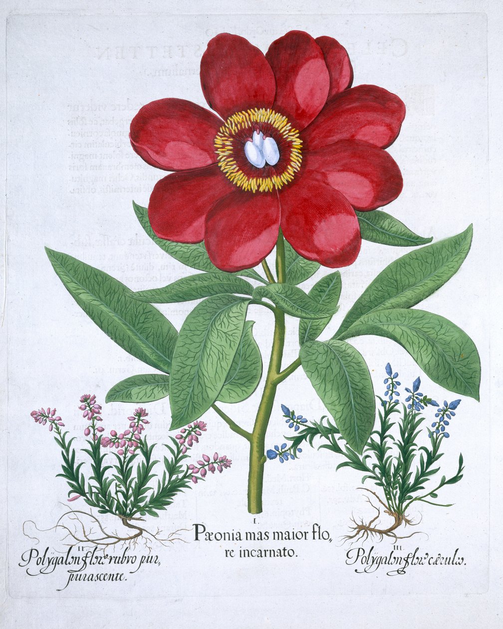 Peonía y dos poligalos, 1613 de Unbekannt