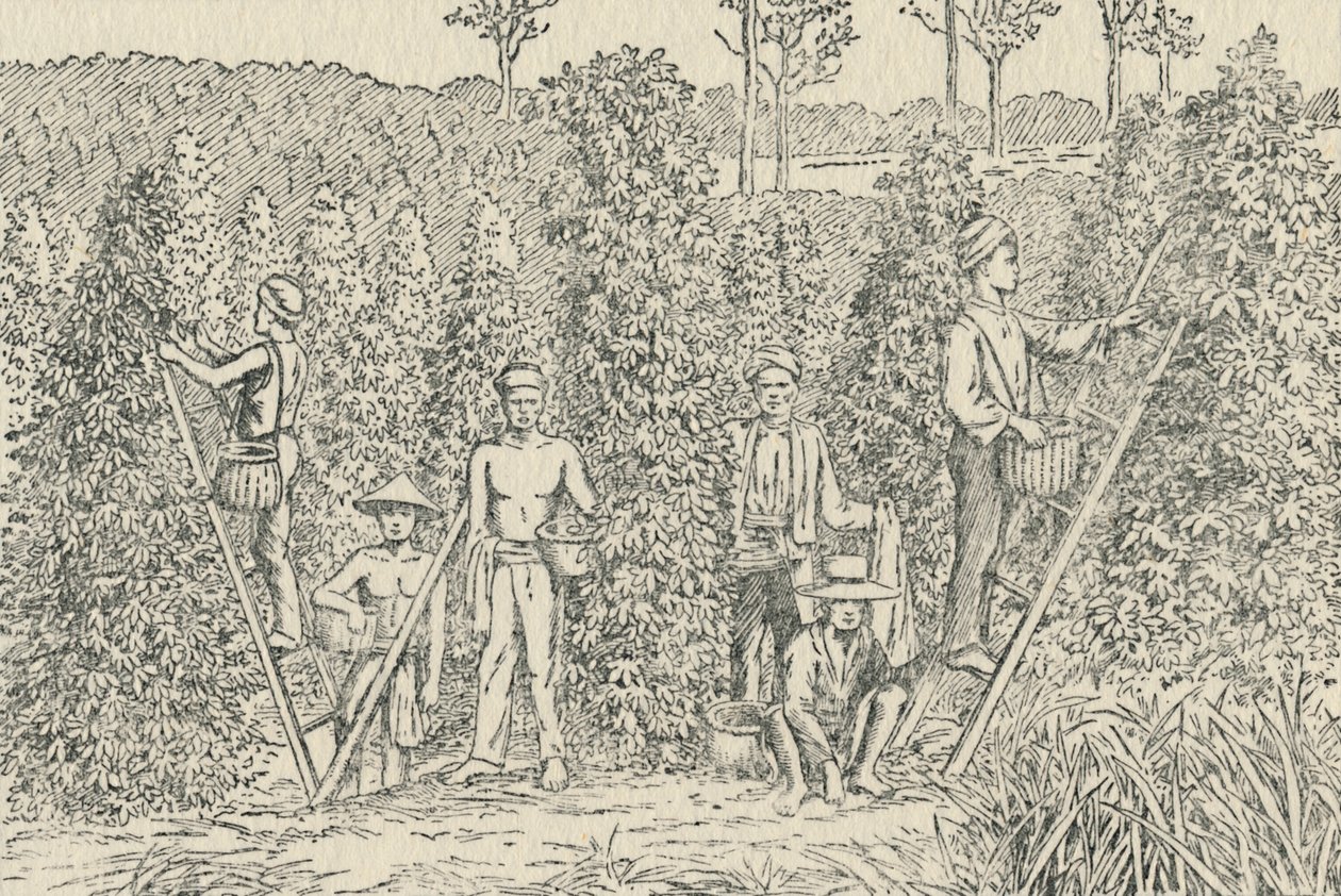 Plantación de Pimienta, 1924 de Unbekannt