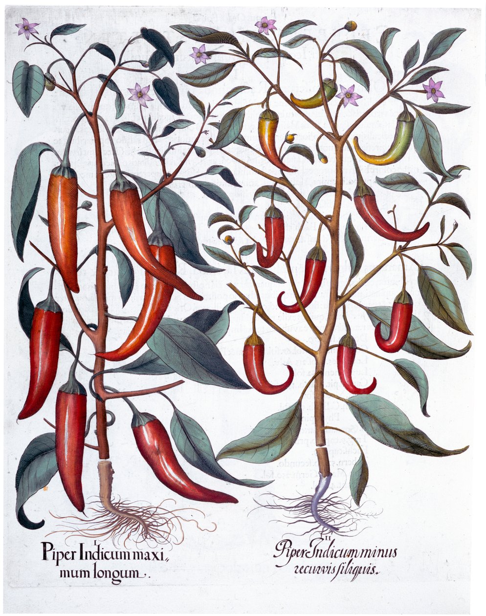 Pimientos, 1613 de Unbekannt