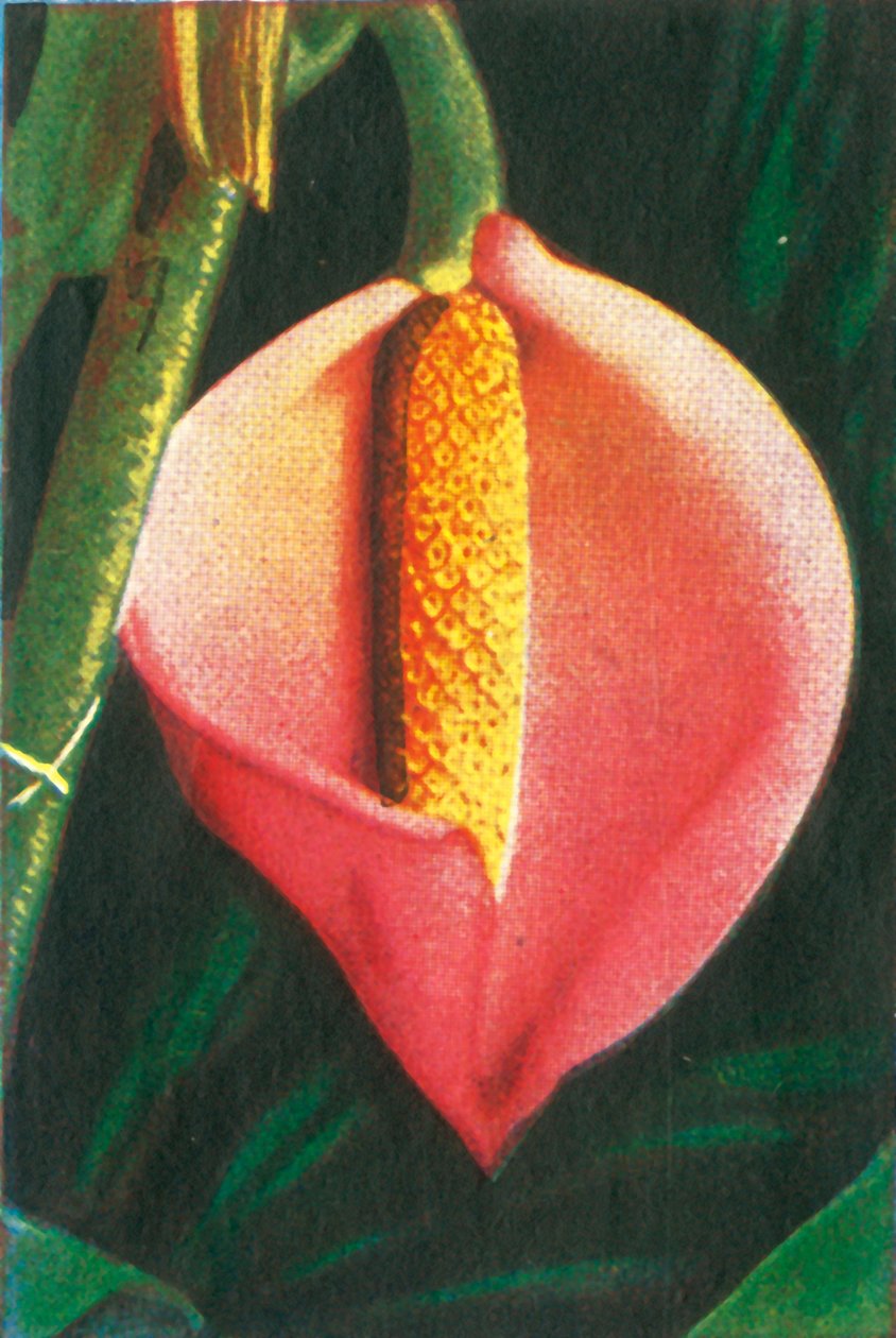 Filodendro, c1928 de Unbekannt