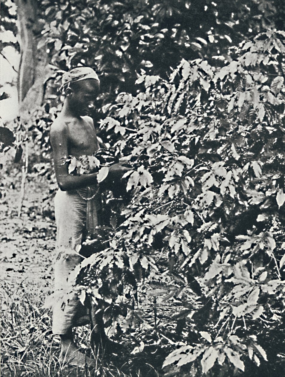 Recolectando café, 1916 de Unbekannt