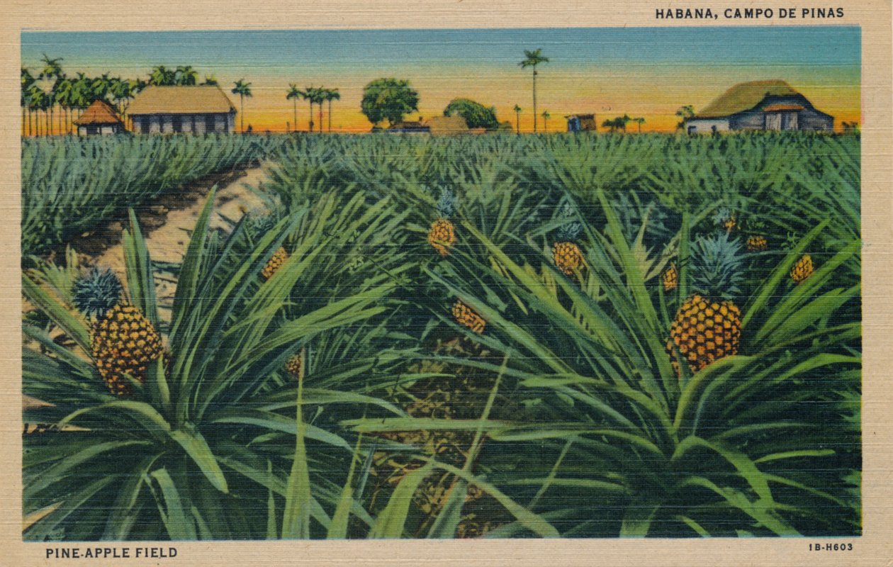Campo de Piñas - Habana, Campo De Pinas, c. 1910 de Unbekannt