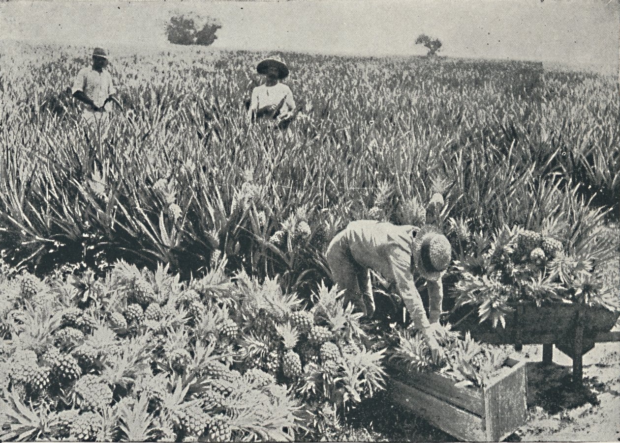 Plantación de piñas de Unbekannt