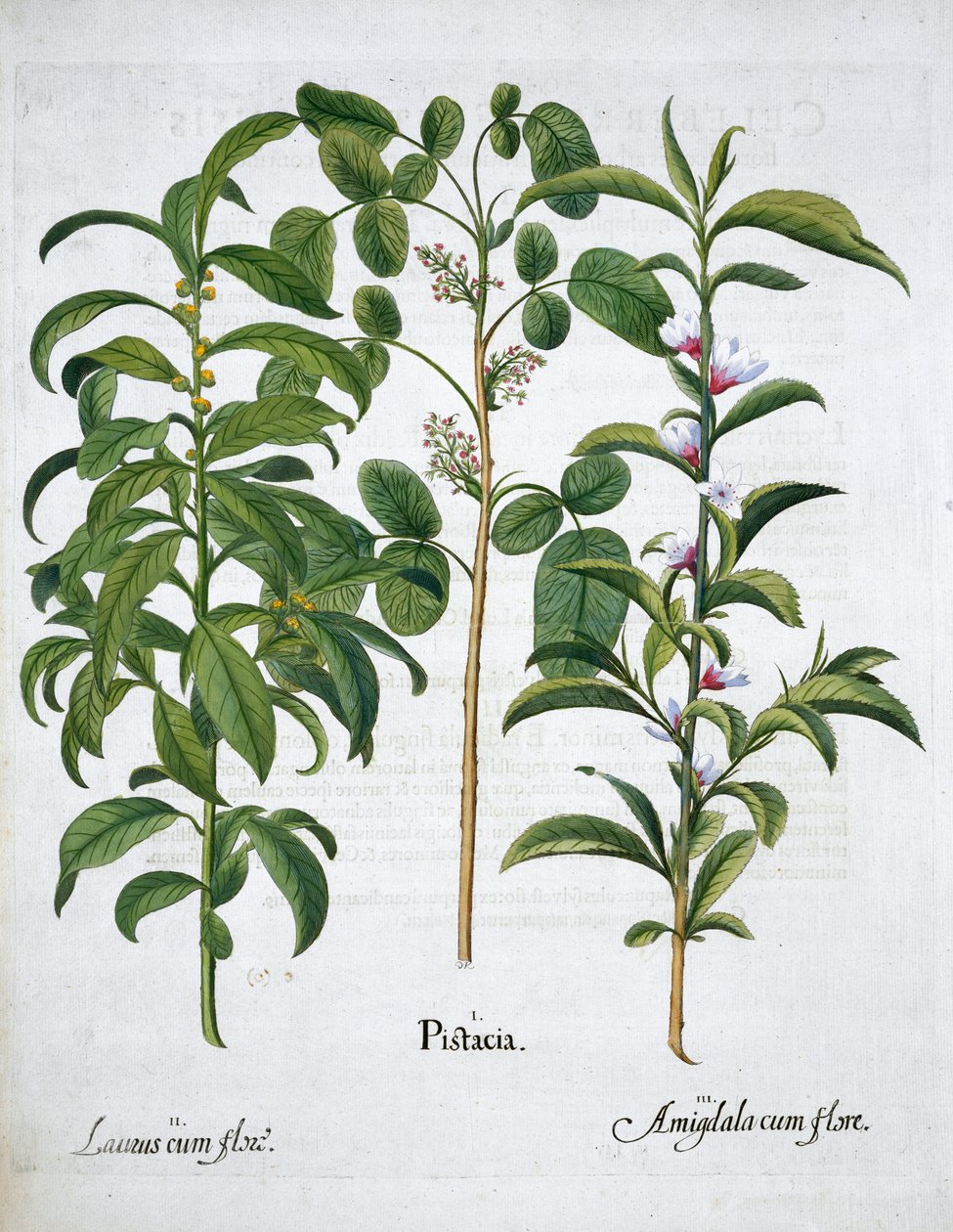 Pistacho, Laurel Laurus Nobilis y Almendra, 1613 de Unbekannt