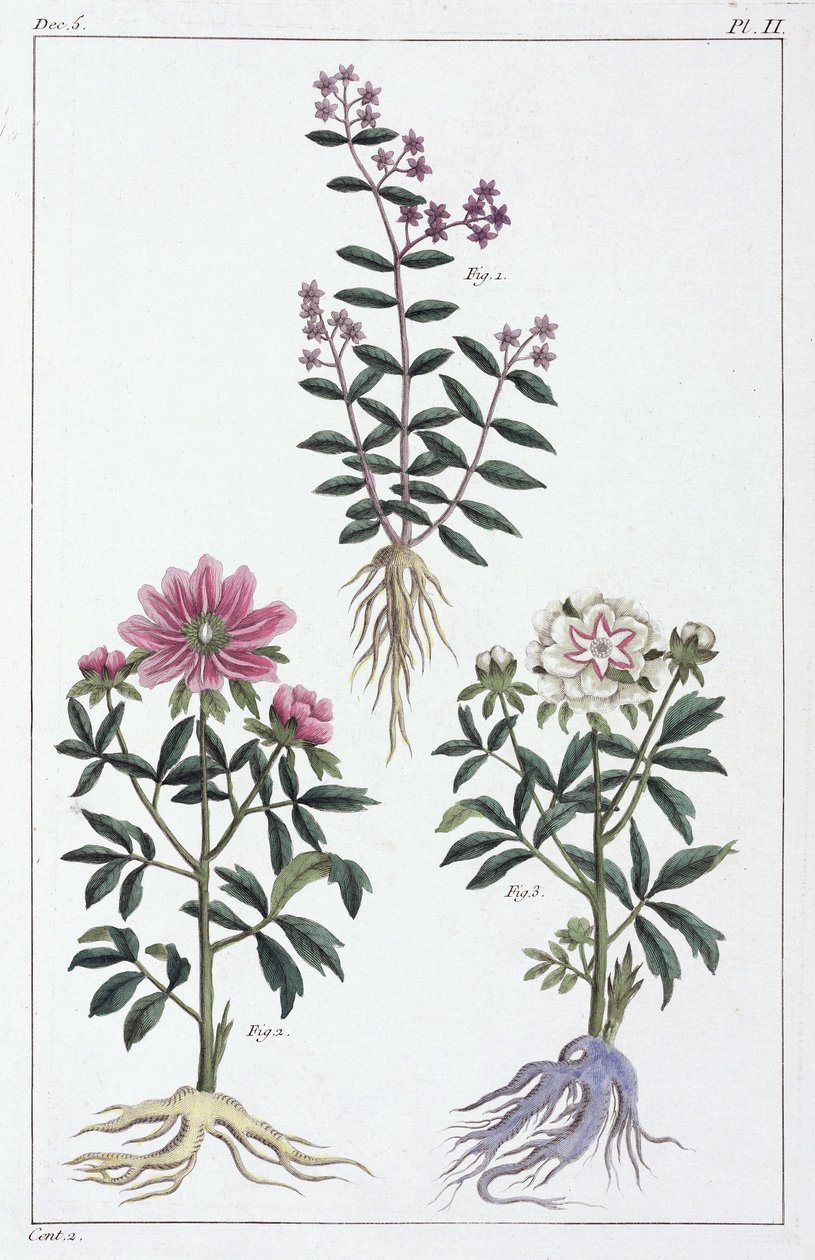 Plantas medicinales, China de Unbekannt