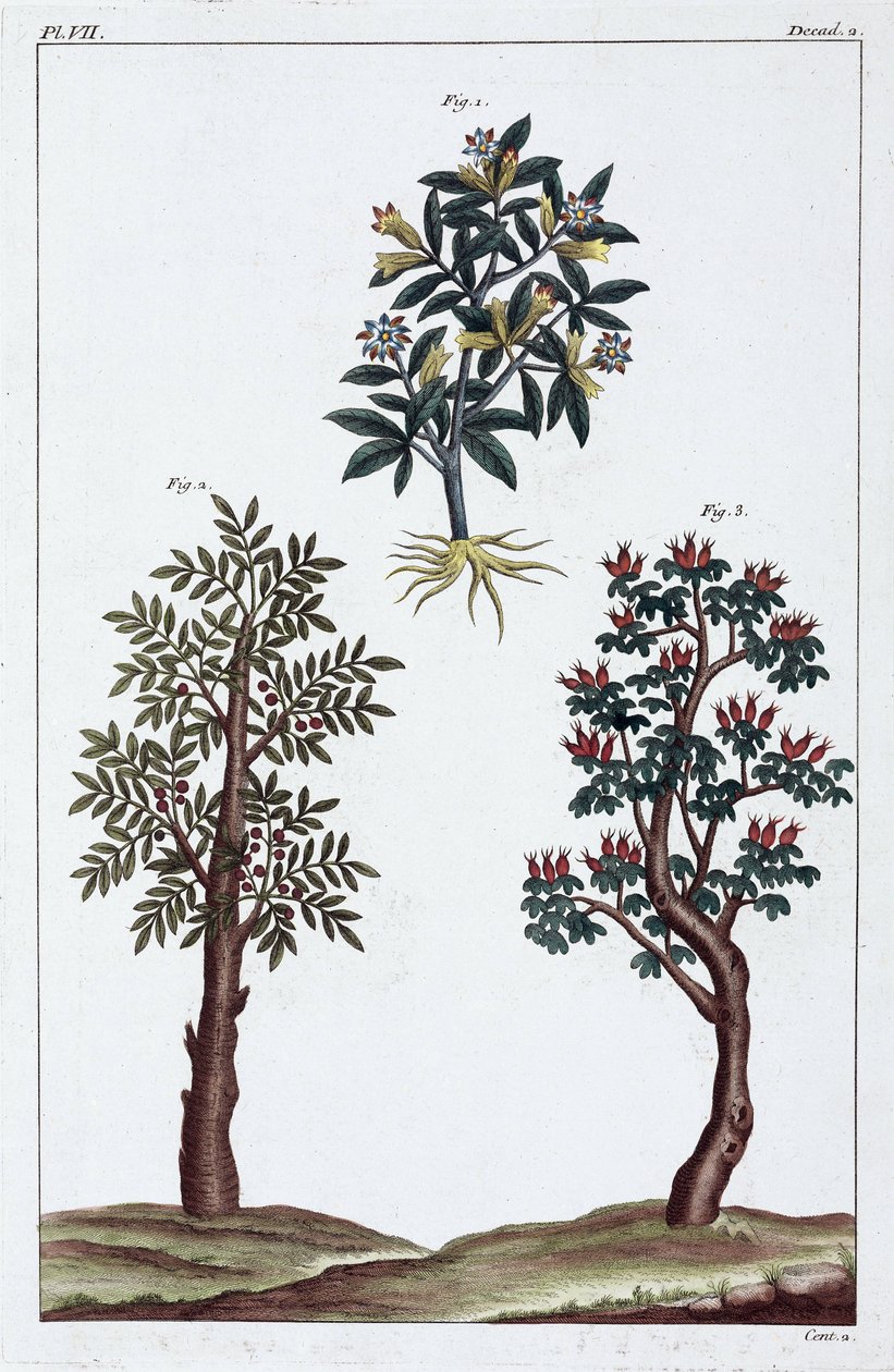 Plantas medicinales, China de Unbekannt