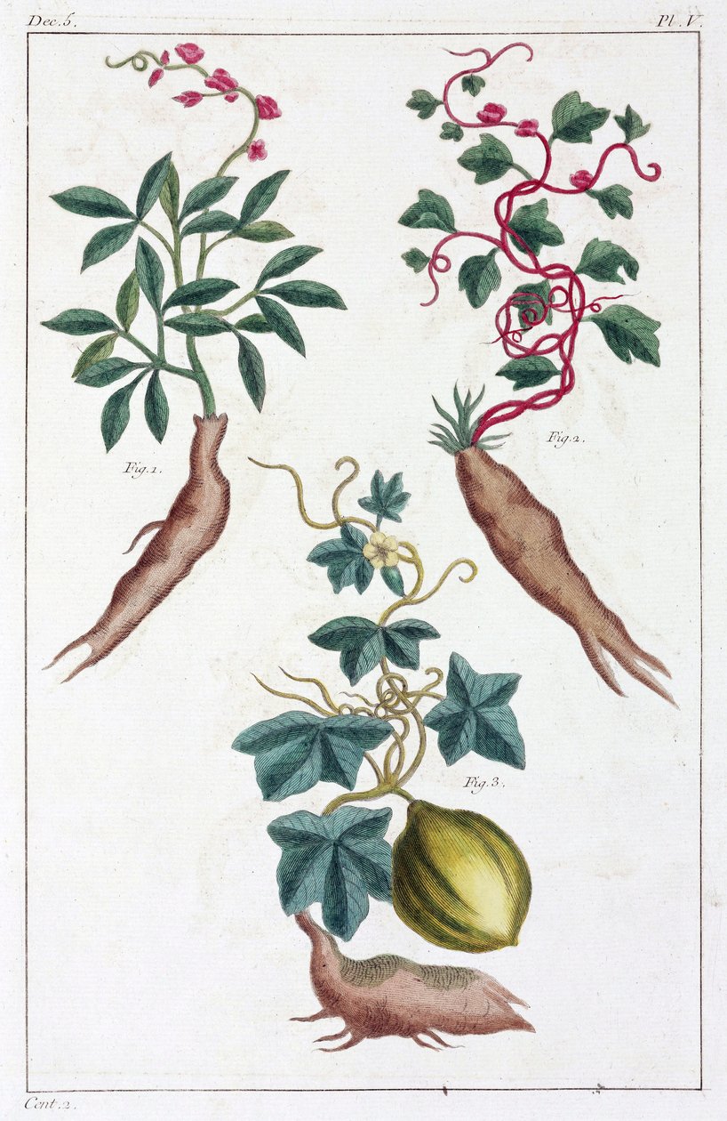 Plantas medicinales, China de Unbekannt