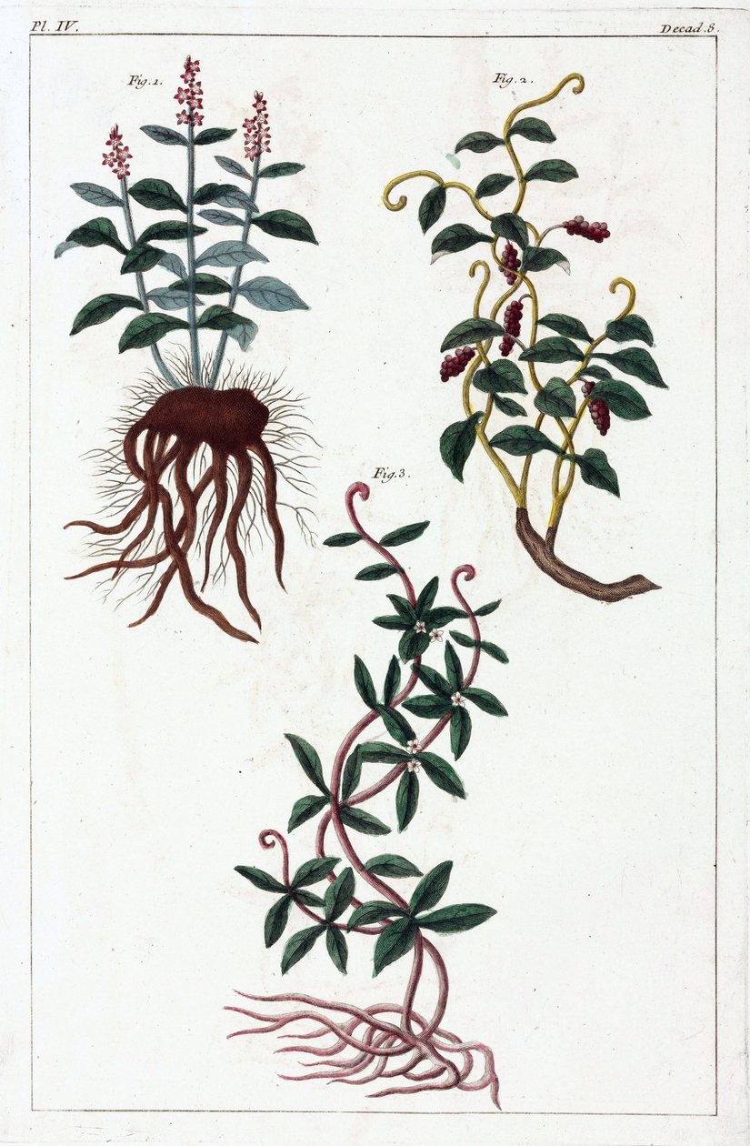 Plantas medicinales, China de Unbekannt