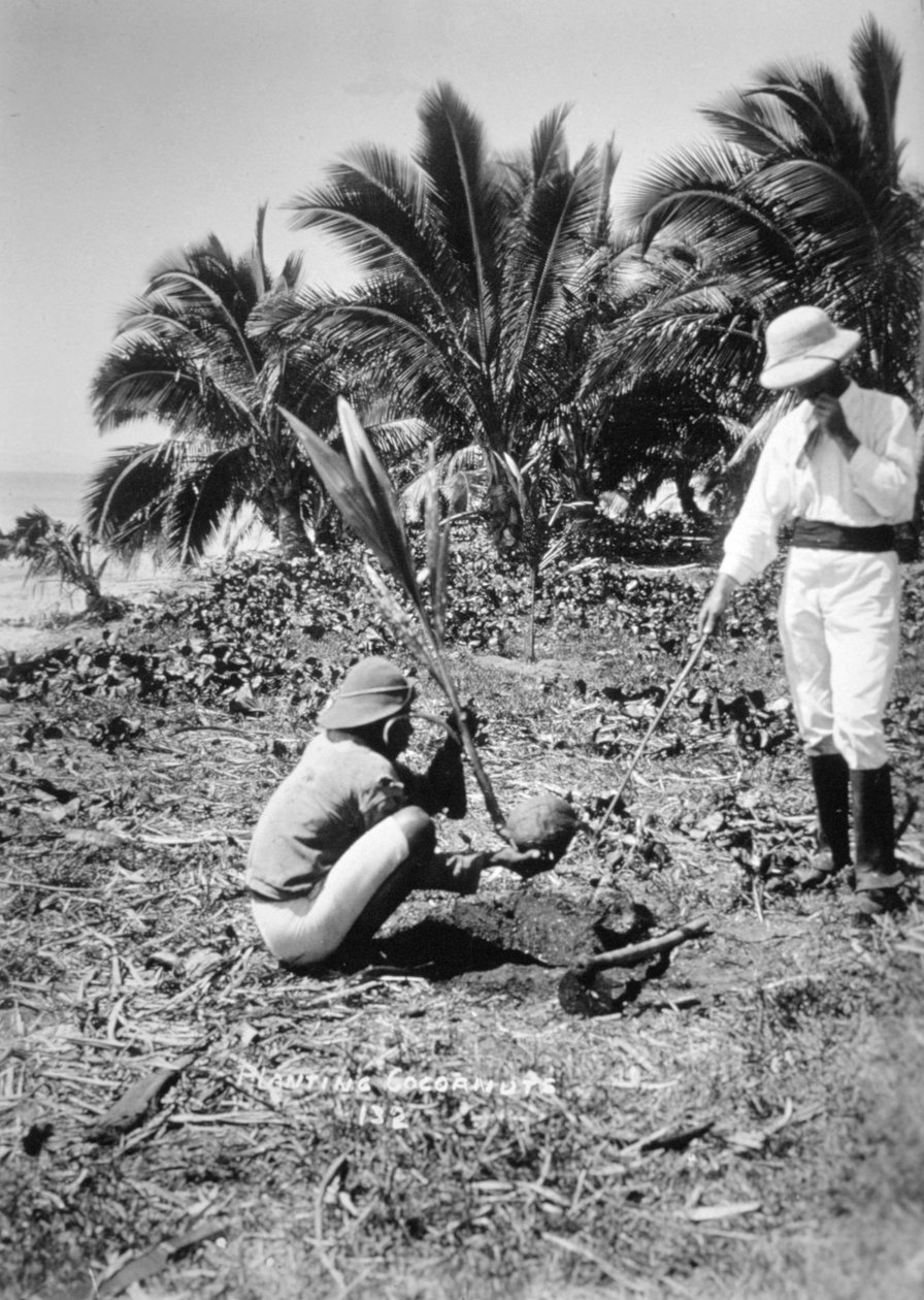 Plantando cocos, Isla Salomón, Fiyi, 1905 de Unbekannt
