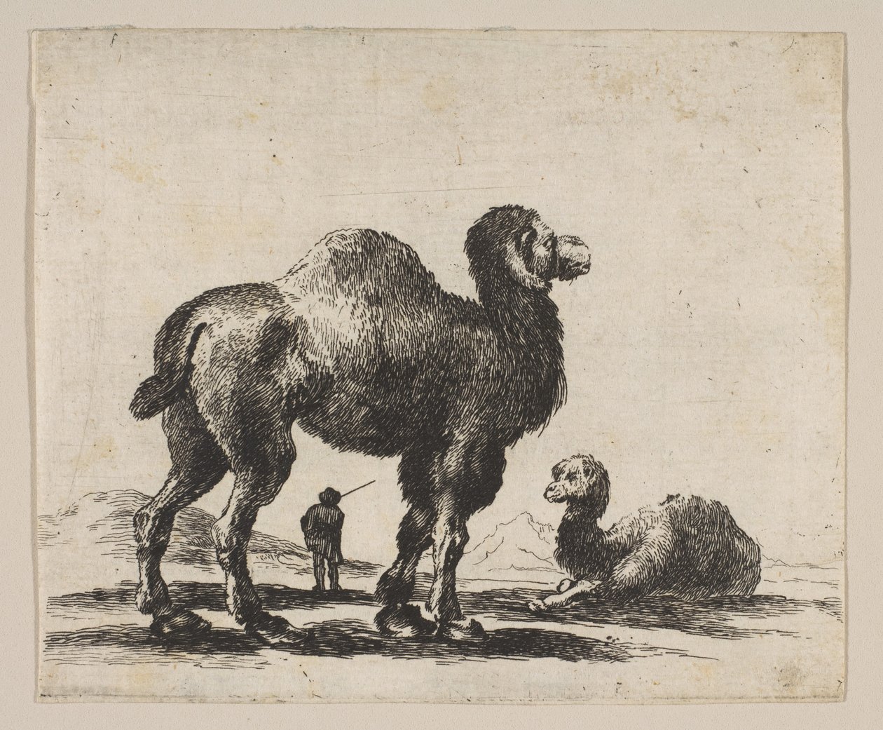 Placa 17: camellos, de Varios animales Diversi animali, después de 1641 de Unbekannt