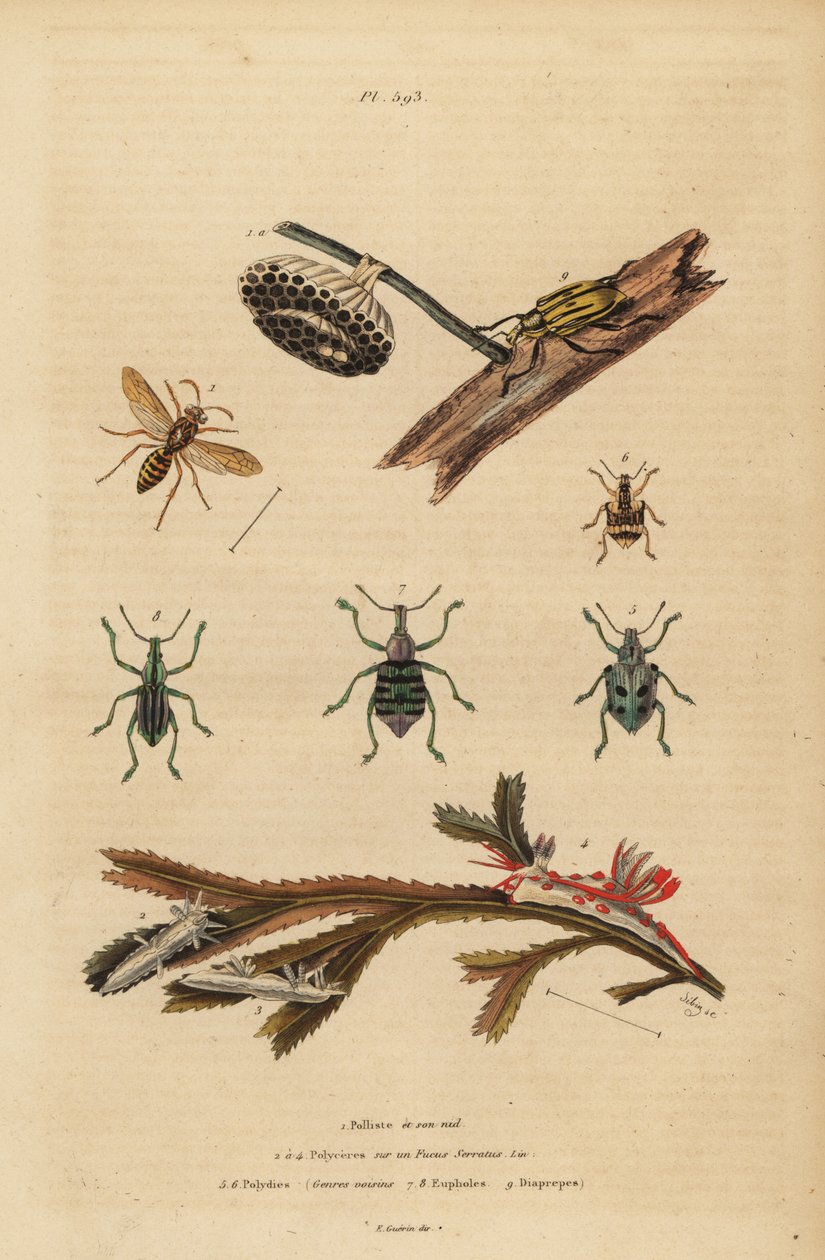 Polistes gallicus, avispa de papel y nido, gorgojo azul, Eupholus schoenherri, gorgojo de raíz, Diaprepes abbreviatus, babosas de mar Polycera, Ancula gibbosa, ancula atlántica, en algas marinas de Unbekannt