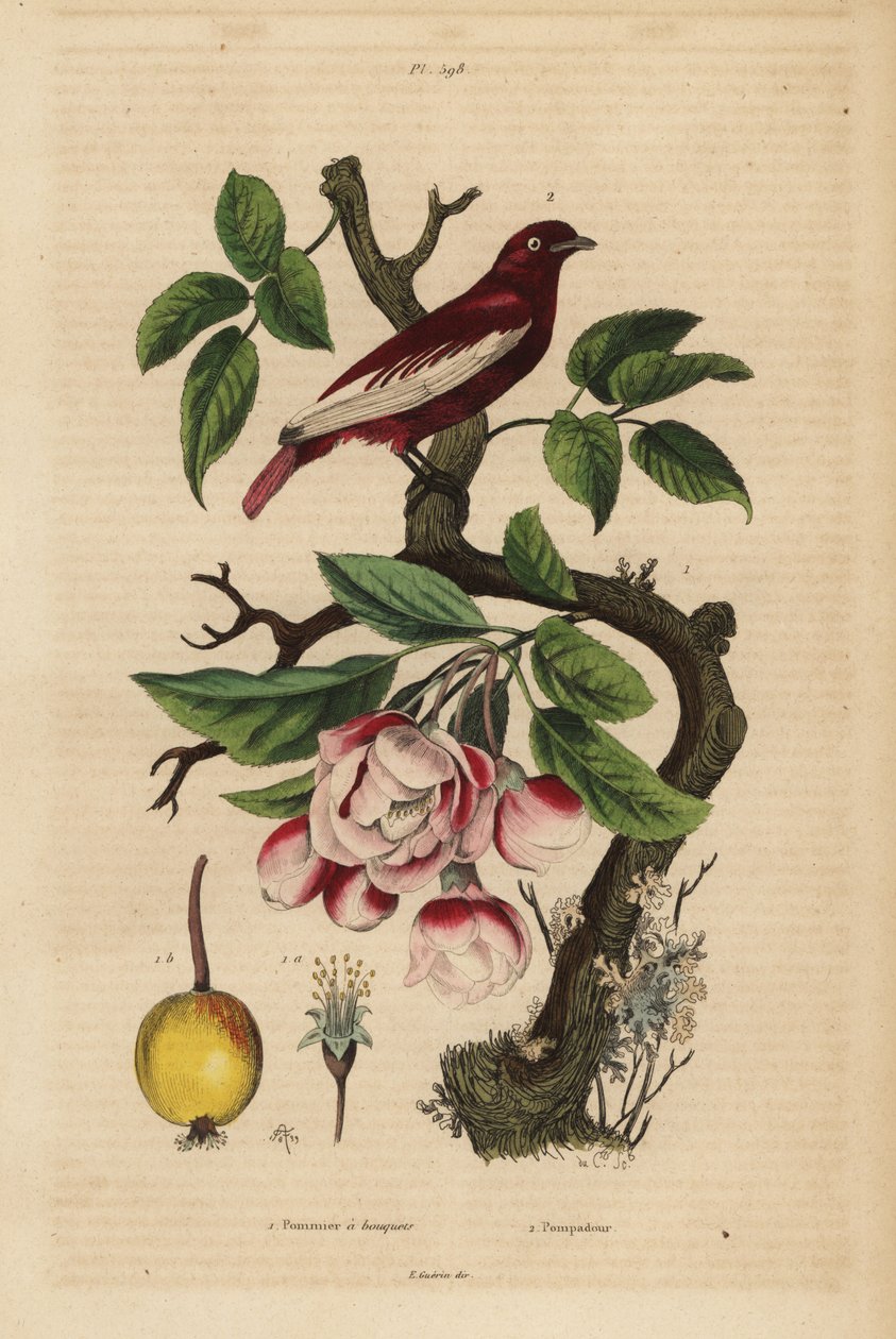Cotinga pompadour, Xipholena punicea, en un manzano, Malus pumila, fruta, flor Pompadour y manzano a ramos de Unbekannt