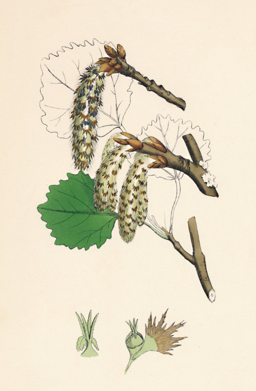 Populus tremula. Álamo temblón, siglo XIX de Unbekannt