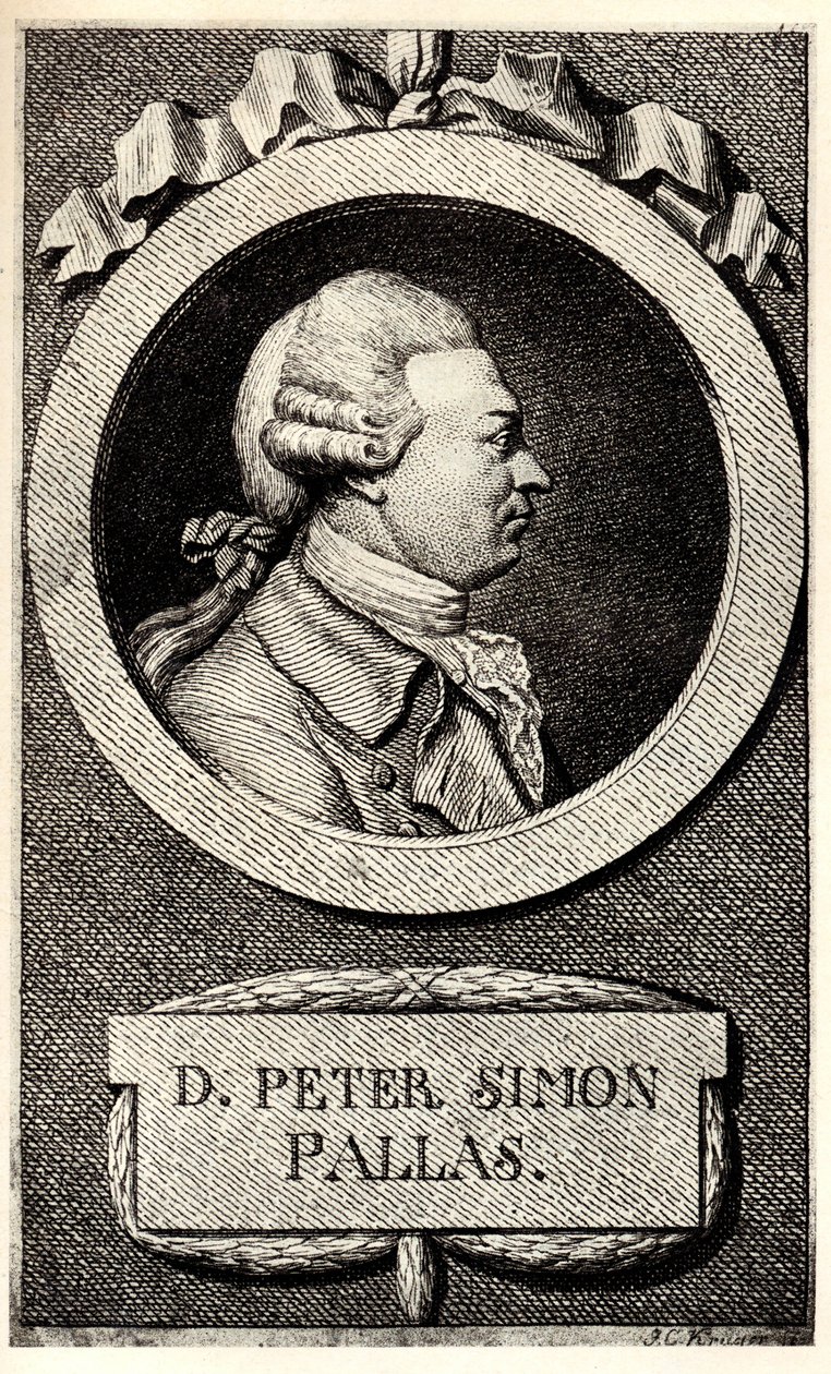Retrato del zoólogo y botánico Peter Simon Pallas 1741-1811, principios del siglo XIX de Unbekannt