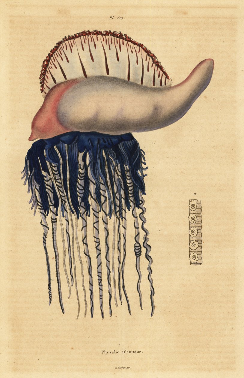 Carabela portuguesa, Physalia physalis de Unbekannt