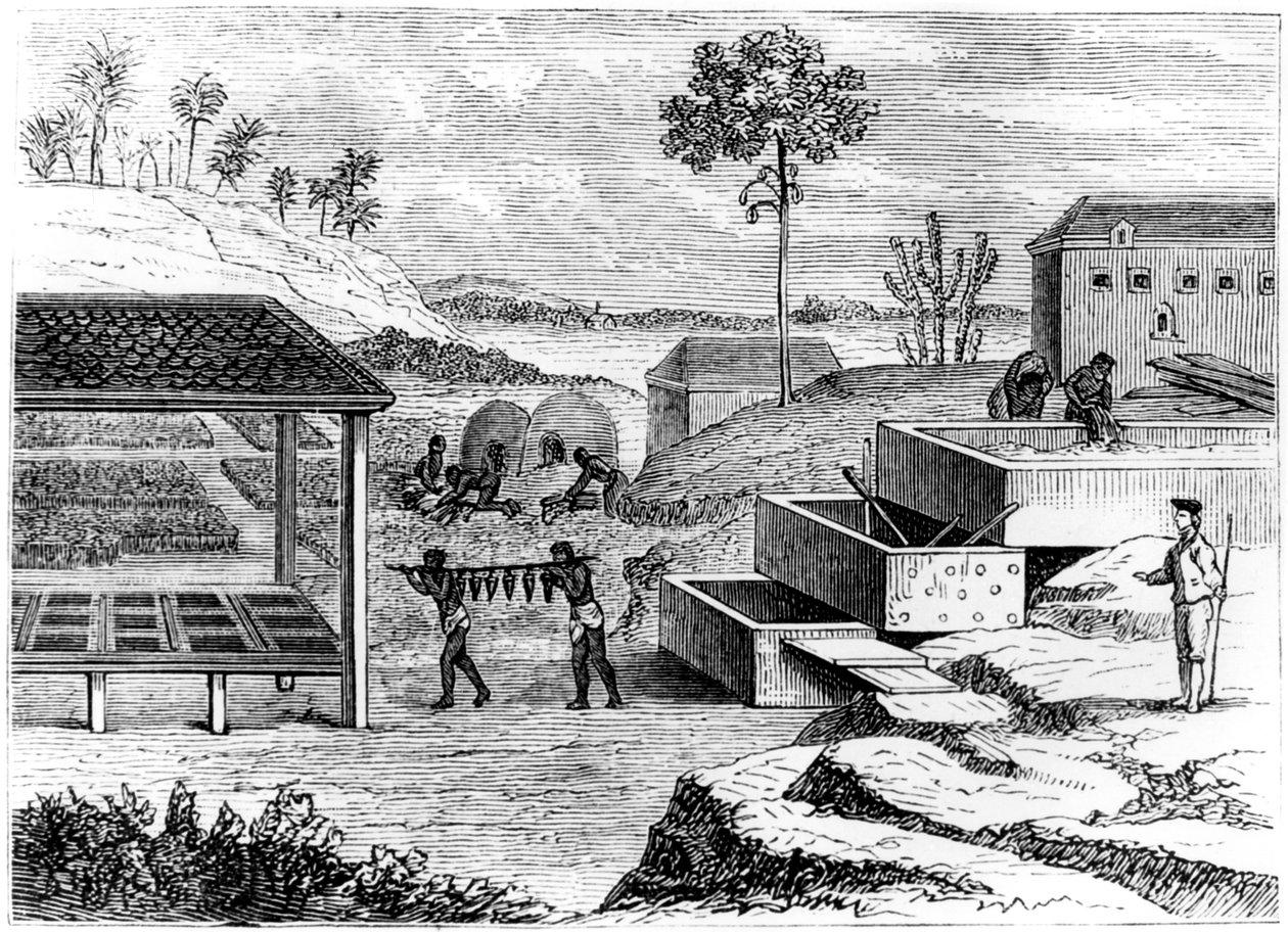 Preparando índigo, Santo Domingo, 1873 de Unbekannt