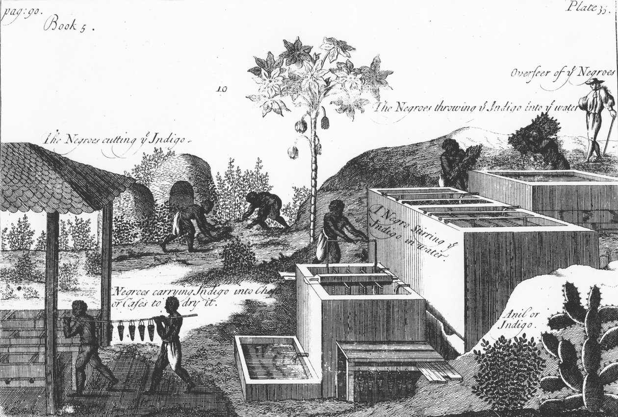 Producción de tinte índigo con mano de obra esclava: Indias Occidentales o América Central, 1725 de Unbekannt