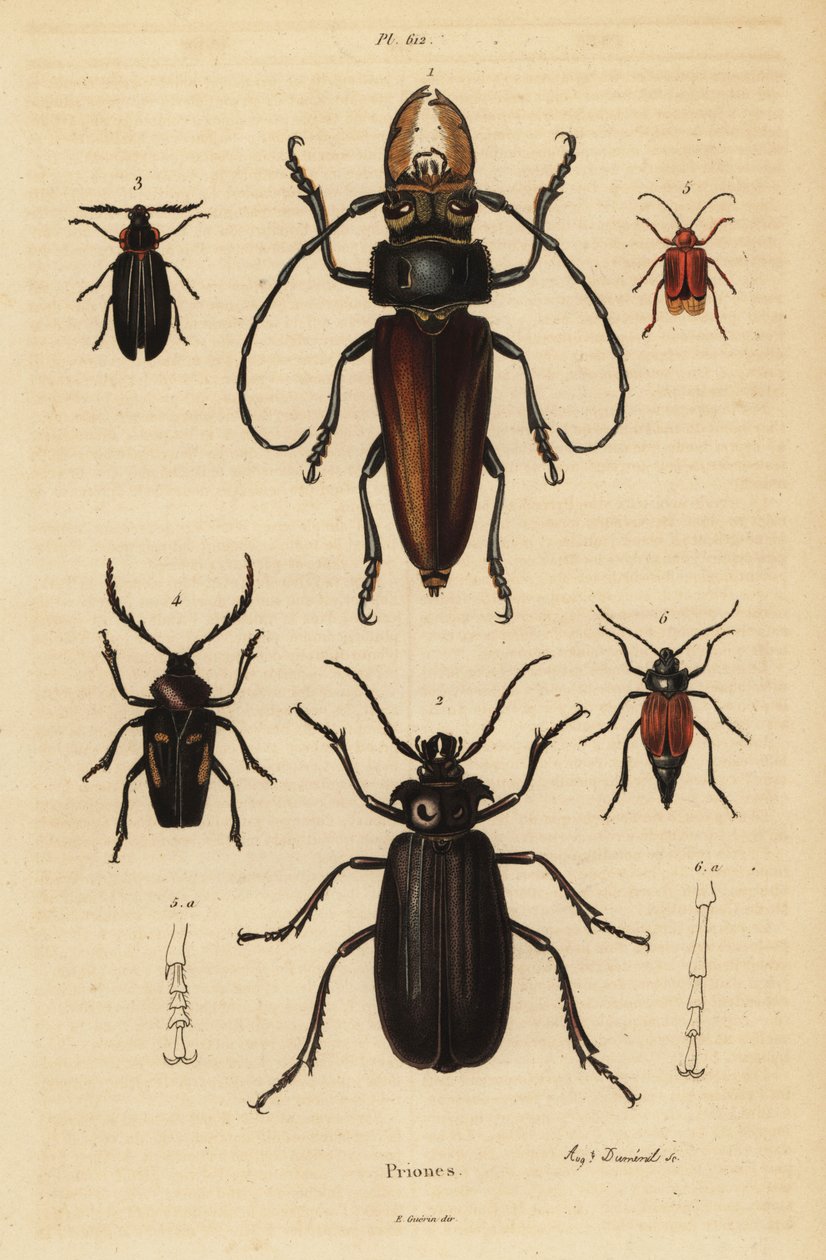 Psalidognathus friendii 1, Madre de la Culebra, Acanthinodera cumingii 2, Allocerus dilaticorne 3, Callipogos barbatus 4, Anacolus sanguineus 5 y Prionus flavipennis 6 de Unbekannt