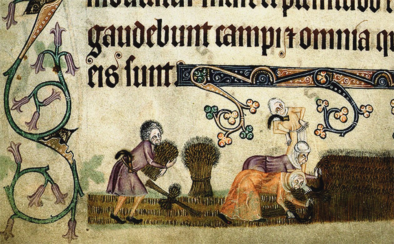Cosechando y atando gavillas del Salterio de Luttrell, ca 1330 de Unbekannt
