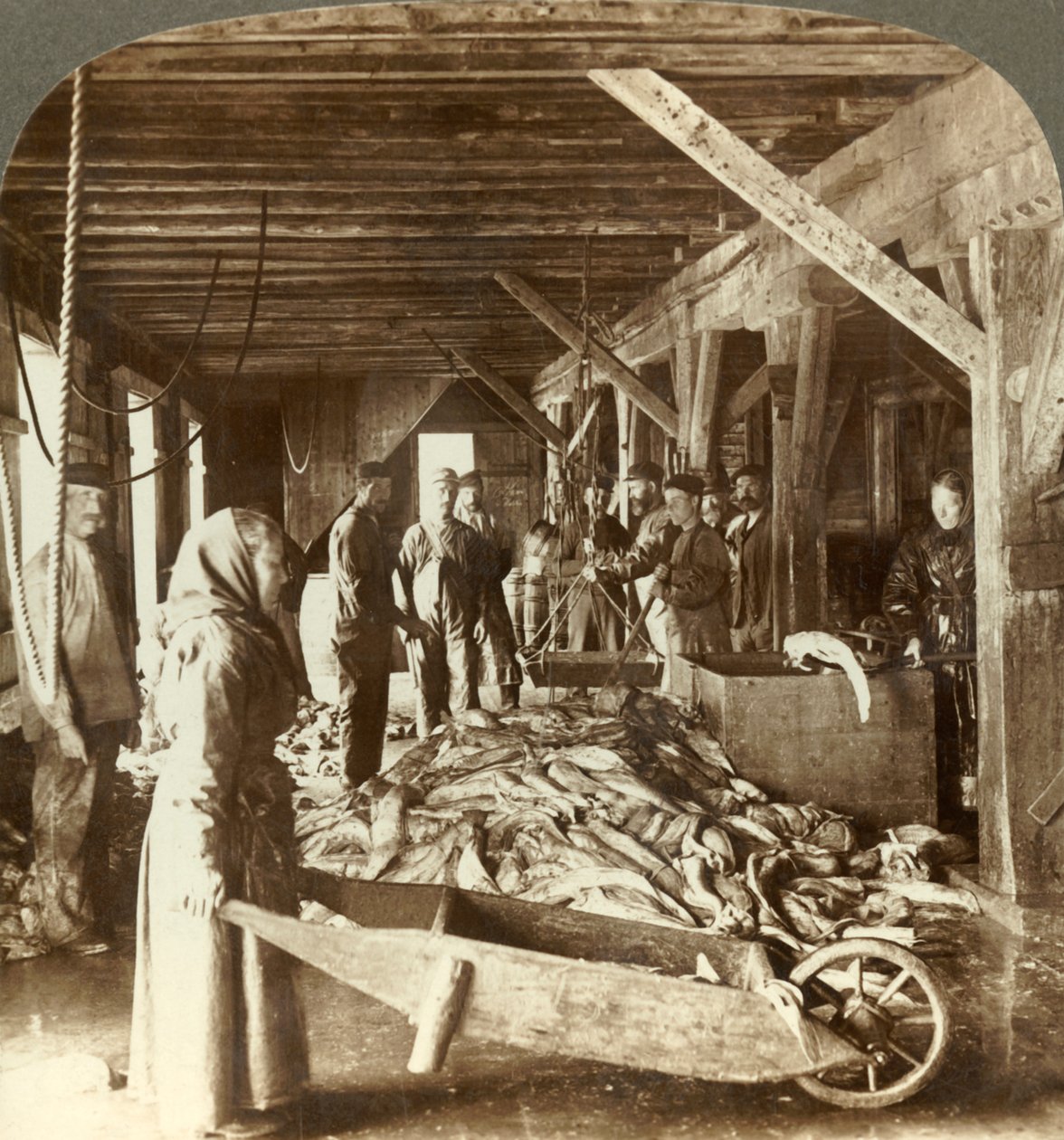 Recibiendo pescado de los barcos y empacando para exportación - almacén de pescado, Aalesund, Noruega, c. 1905 de Unbekannt