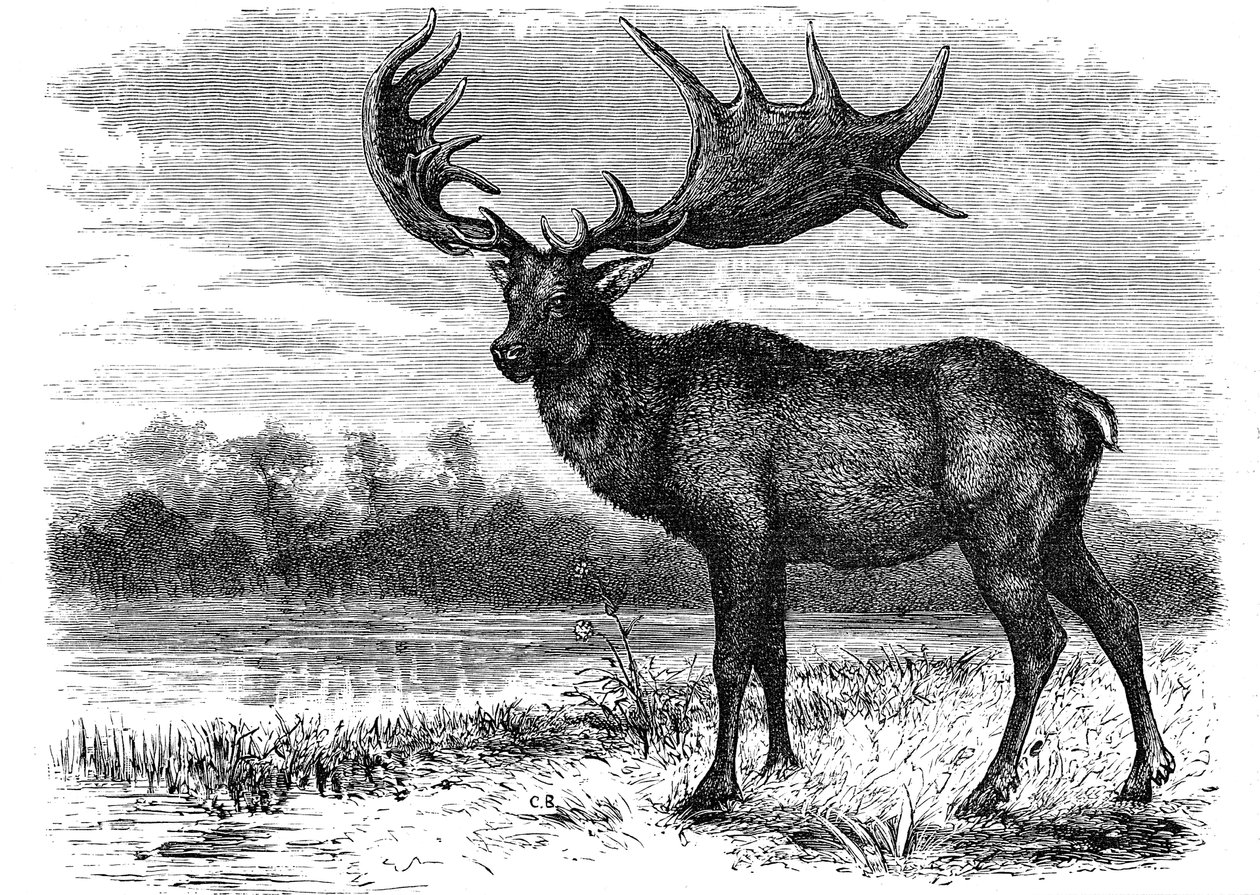Reconstrucción del alce irlandés Megaloceros, c1880 de Unbekannt