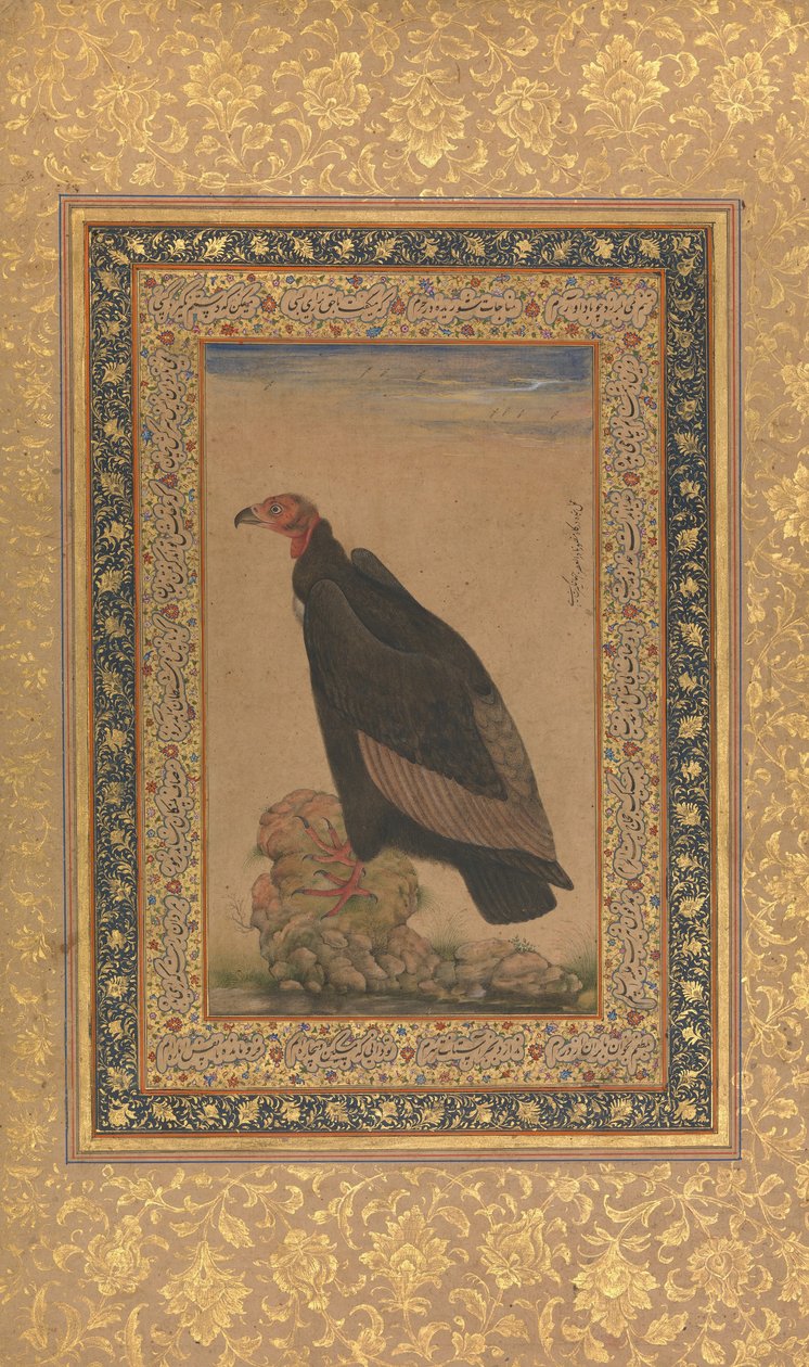 Buitre de Cabeza Roja, Folio del Álbum de Shah Jahan, recto y verso: principios del siglo XIX de Unbekannt