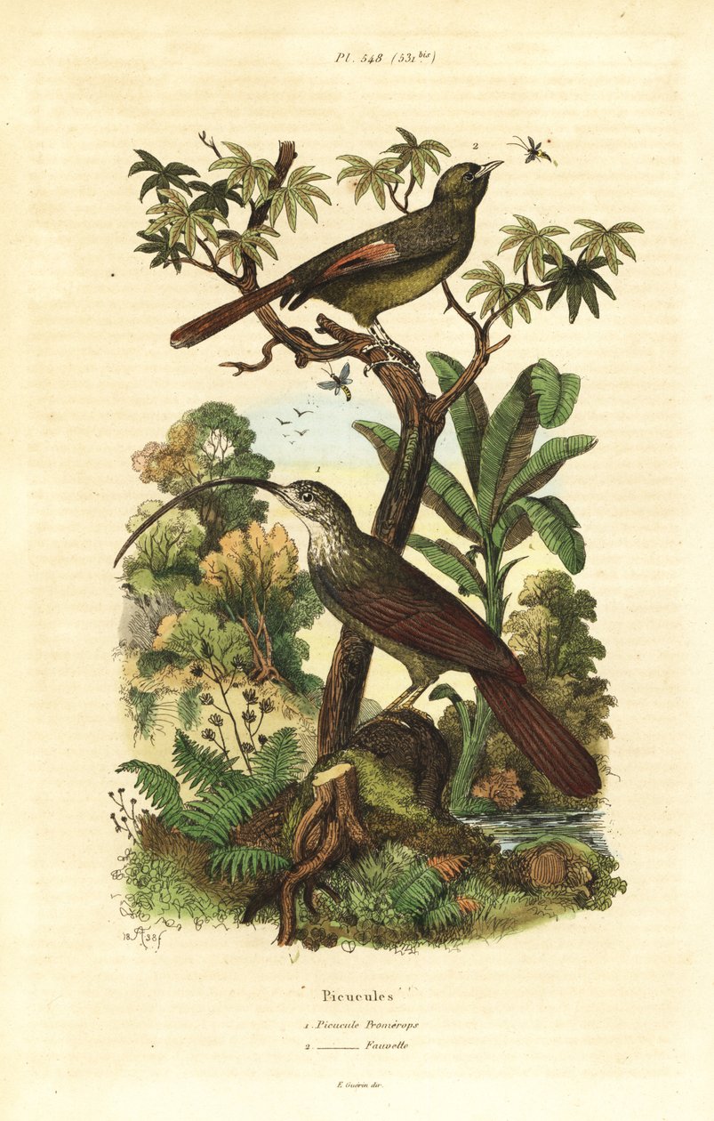 Pico de hoz de pico rojo, Campylorhamphus trochilirostris y trepador oliváceo, Sittasomus griseicapillus de Unbekannt