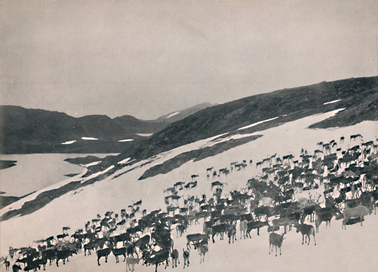 Renos en las montañas, 1914 de Unbekannt
