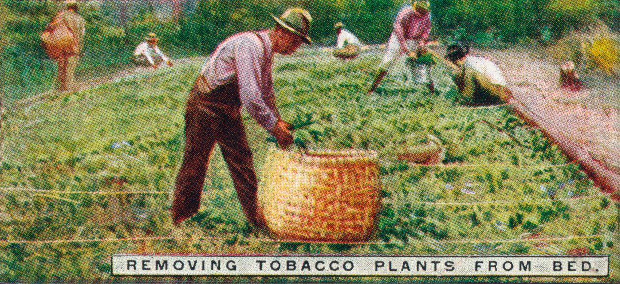 Removiendo plantas de tabaco del lecho, 1926 de Unbekannt