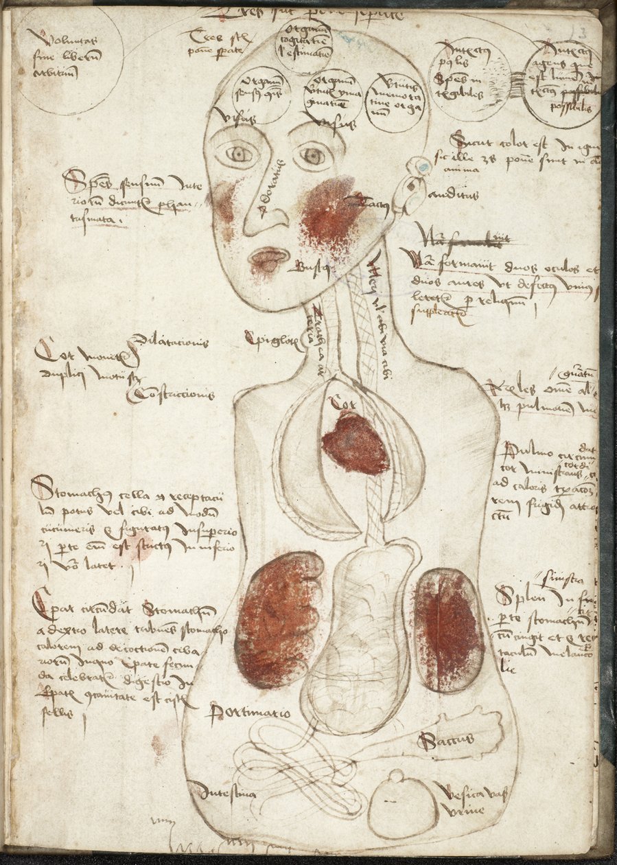 Representación de una teoría aristotélica de la conciencia De: De corpore et anima de Unbekannt