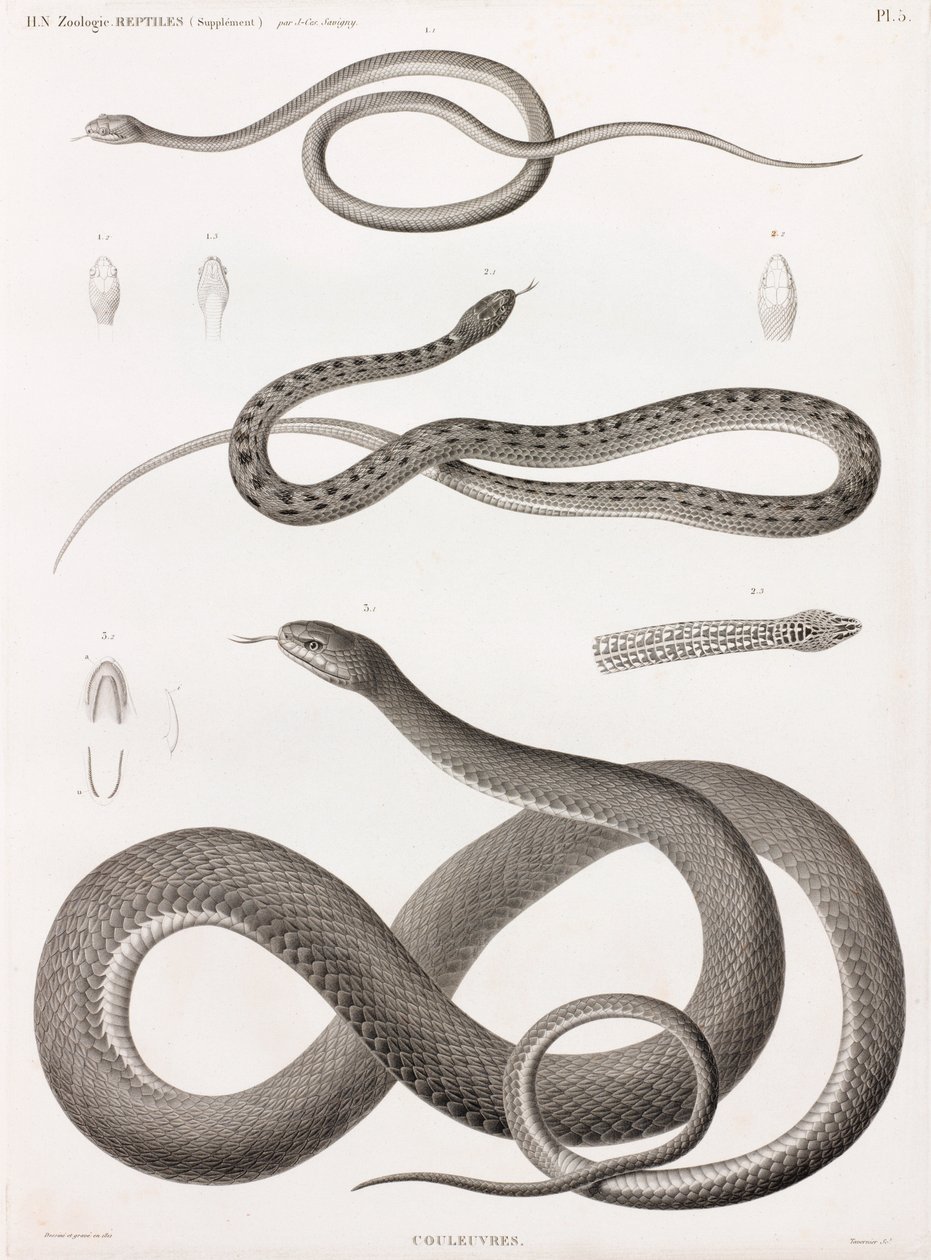 Reptiles: serie de ilustraciones de serpientes de Unbekannt